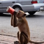 Monkey drinking a Coca Cola in Lopburi Thailand
