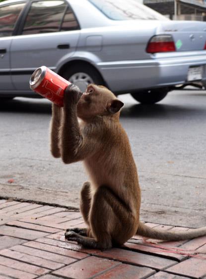 Monkey drinking a Coca Cola in Lopburi Thailand