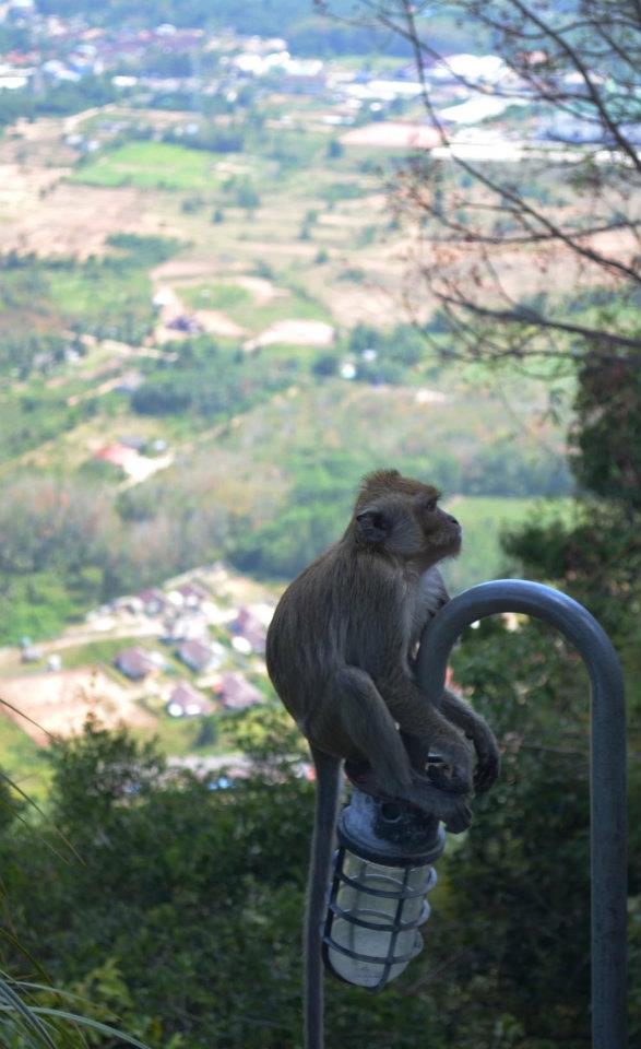 Monkey at the top of the tiger temple in Krabi Thailand