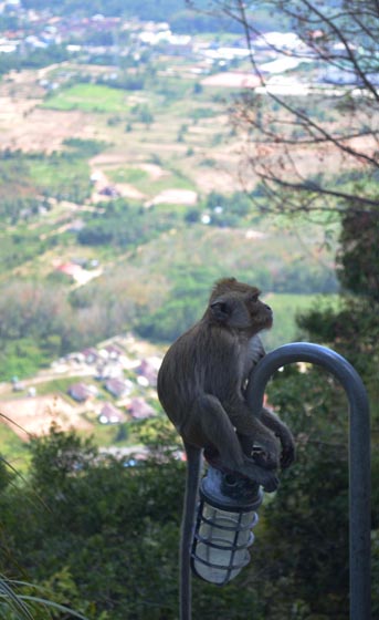 Monkeys at the top