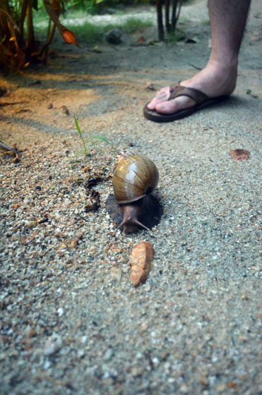 Giant Snails on Koh Phangan