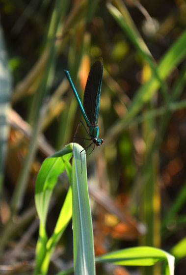 dragonfly in pai
