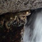 Langkawi Frogs