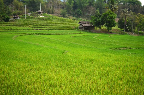 Laos Rice Paddies