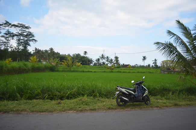 Motorbike Around Bali Rice Paddies