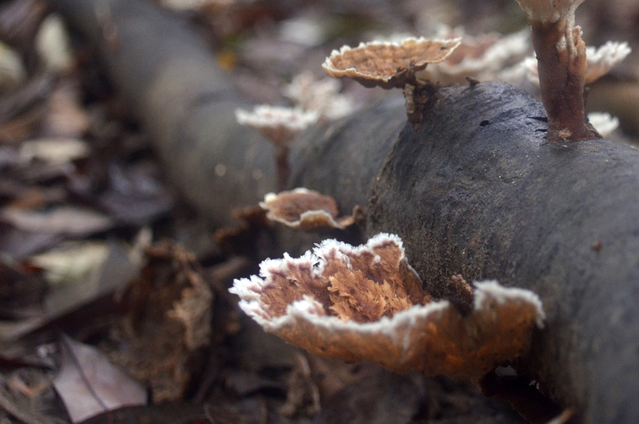 Taman Negara Brown Fungi