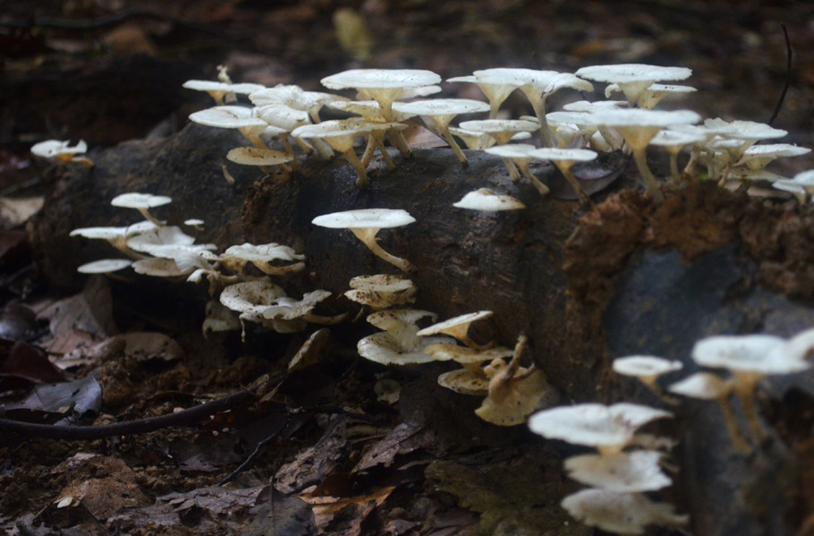 Taman Negara White Mushrooms