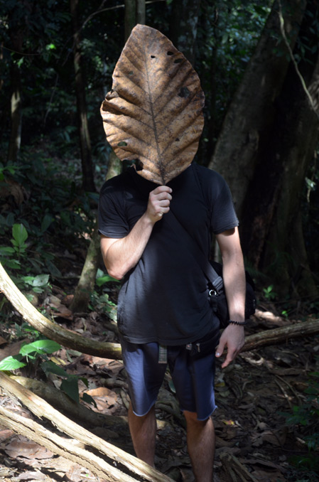 Giant Leaf in Taman Negara Jungle