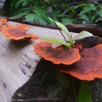 Taman Negara Fungi